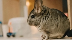 Co když je chinchilla plešatý, příčiny padácích vlny